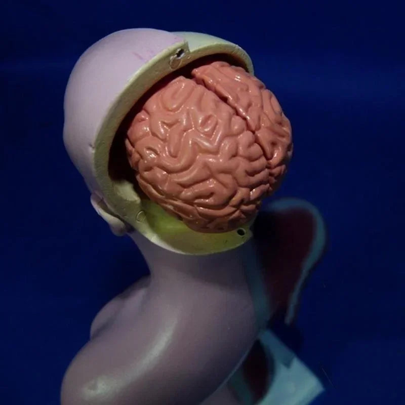 Model Trunchi Uman 28cm