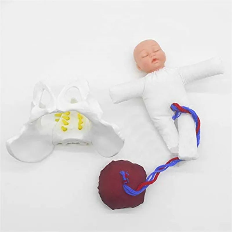 Model Anatomic Mini Pelvis Feminin cu Făt, Placenta și Cordon