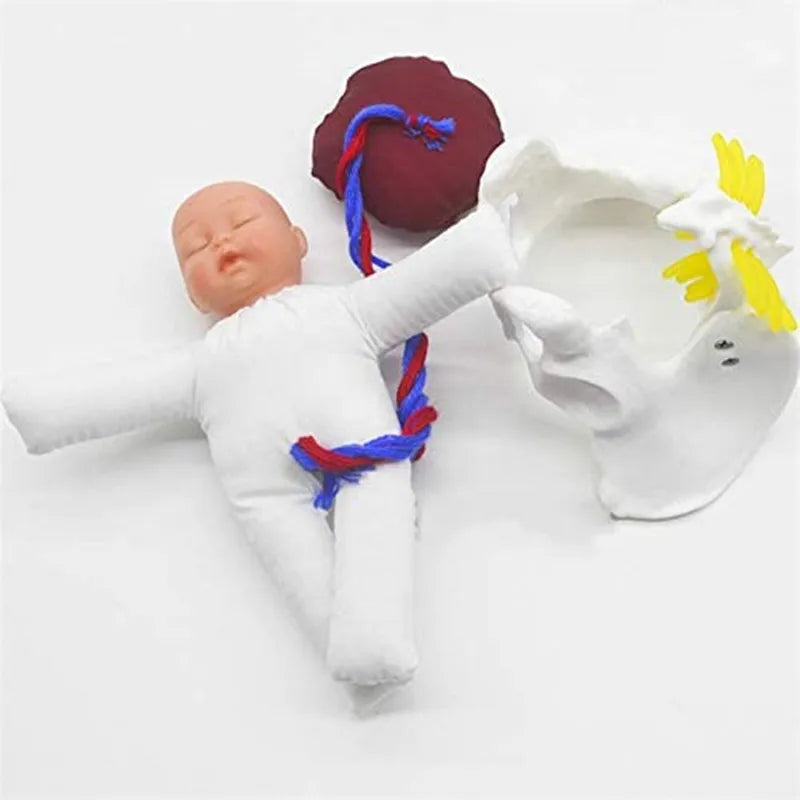 Model Anatomic Mini Pelvis Feminin cu Făt, Placenta și Cordon