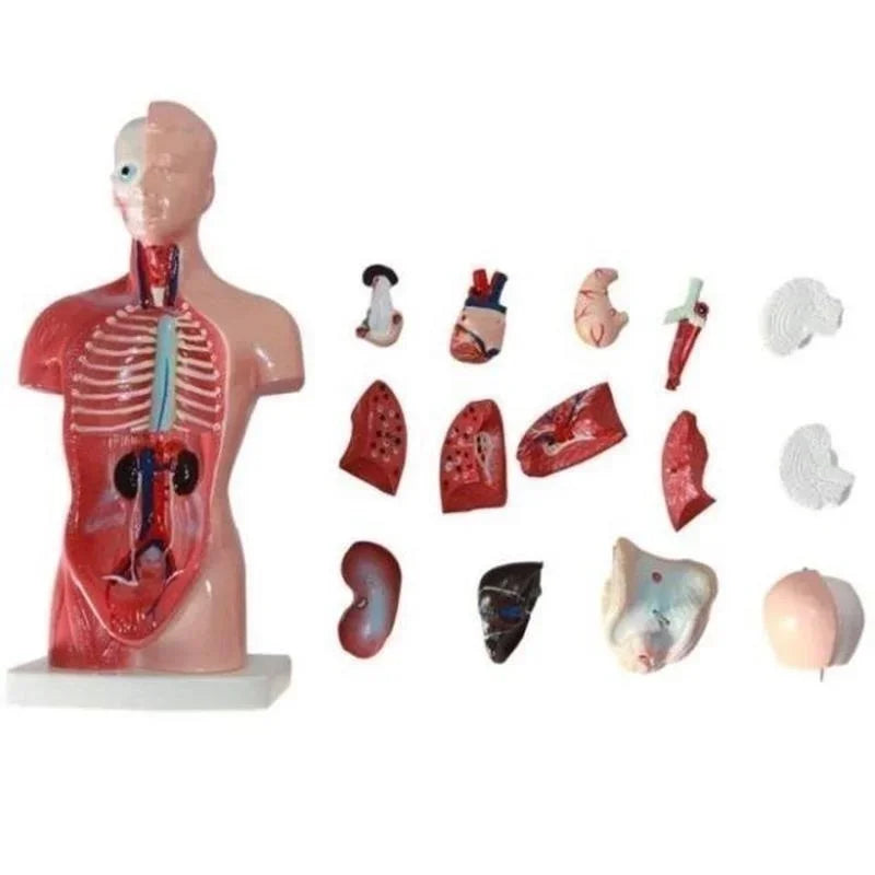 Model Trunchi Uman 28cm