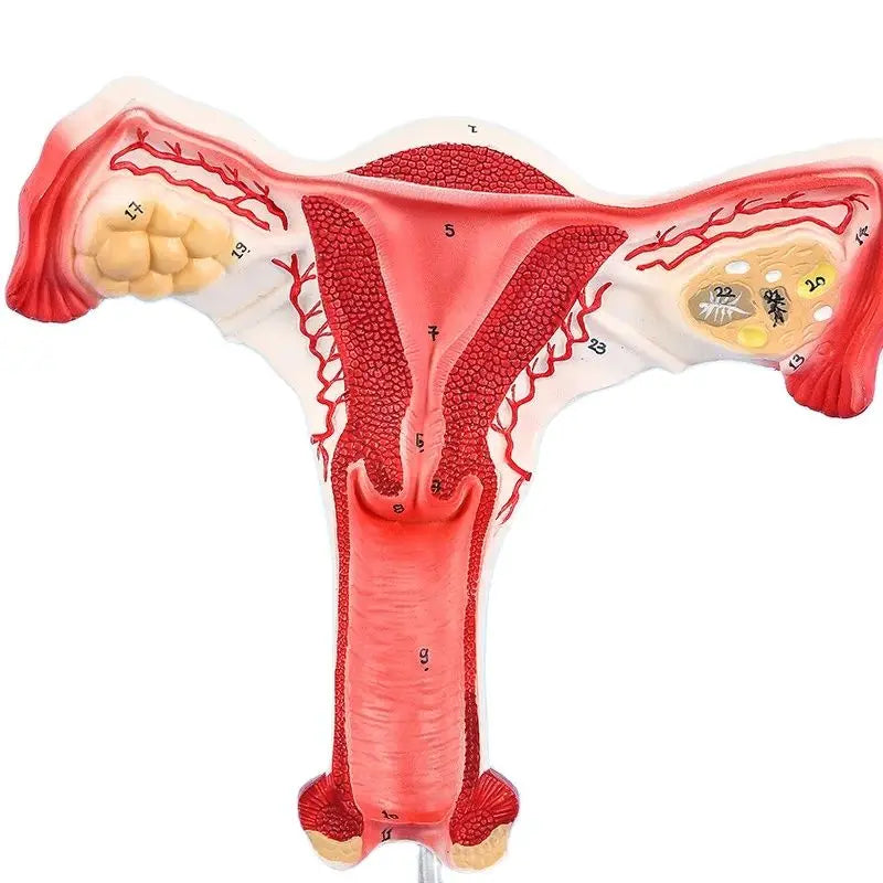 Model Uter Feminin cu Ovare și Trompe Uterine – scara 1:1