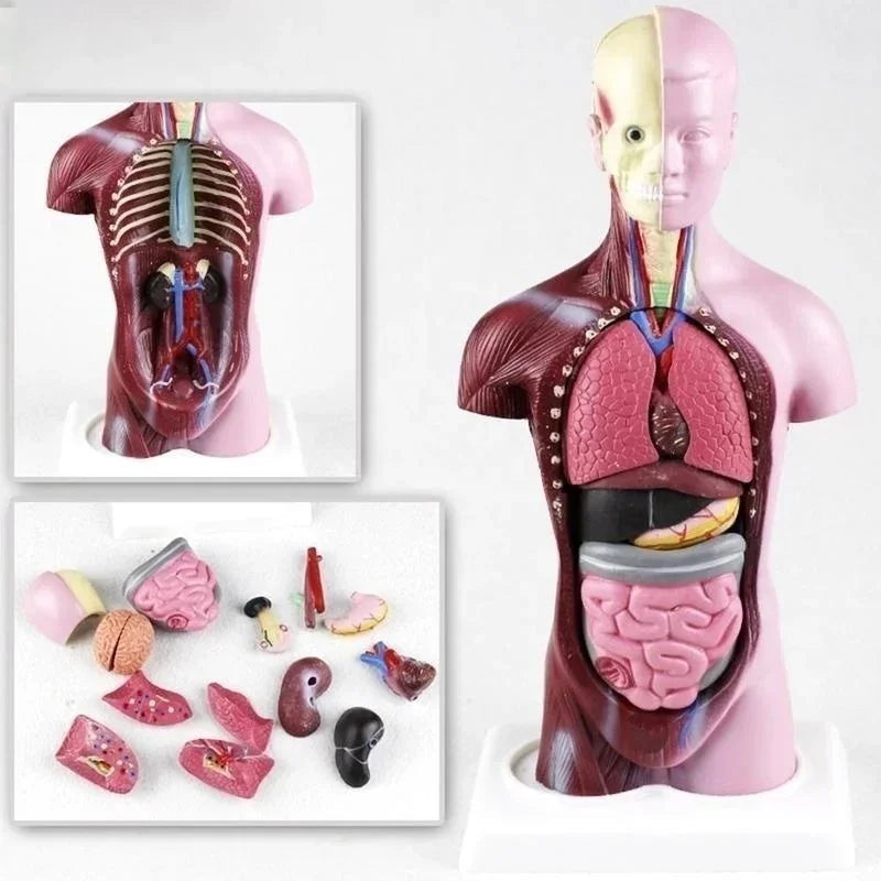 Model Trunchi Uman 28cm