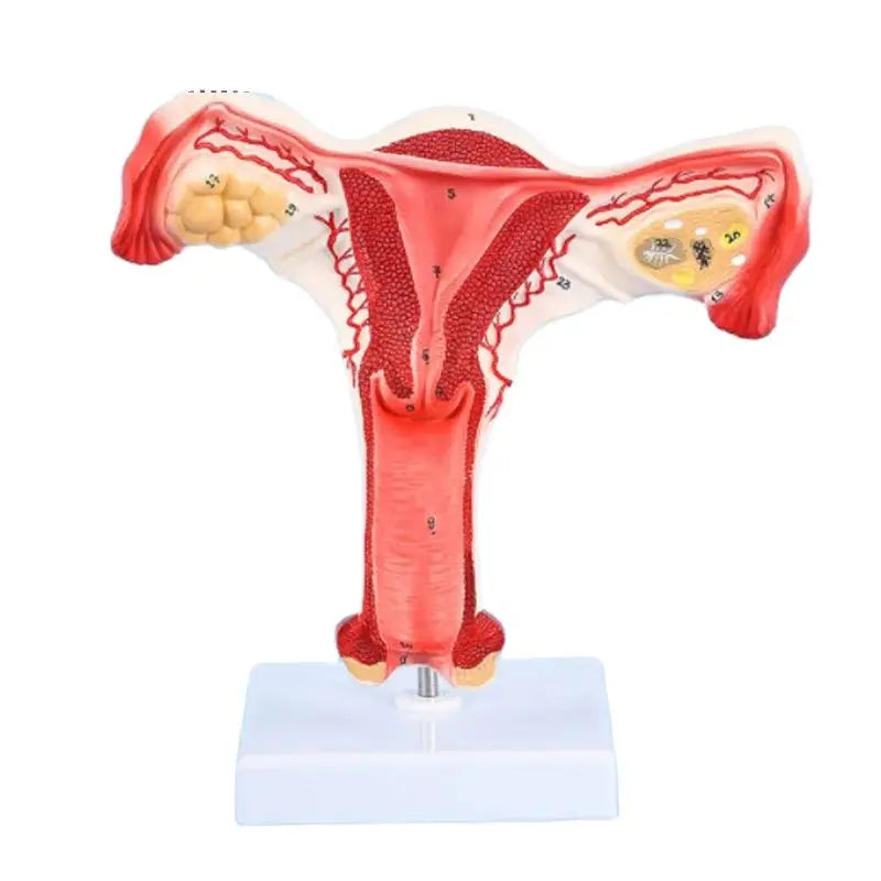 Model Uter Feminin cu Ovare și Trompe Uterine – scara 1:1