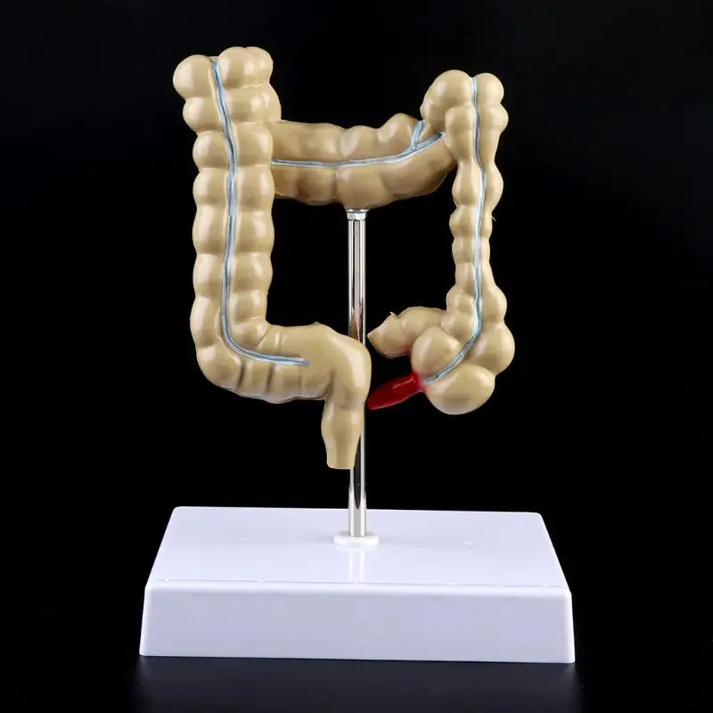 Model Patologic Colon și Rect