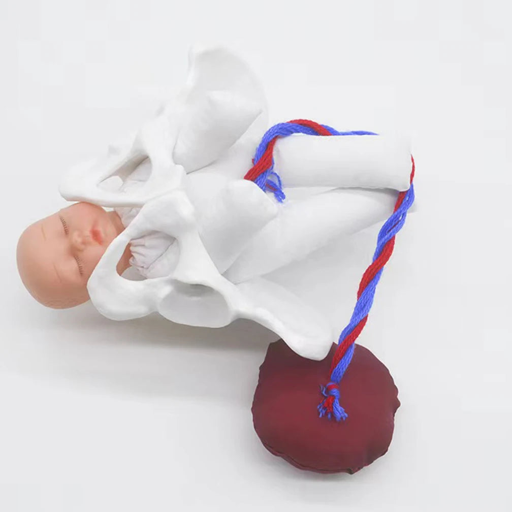 Model Anatomic Mini Pelvis Feminin cu Făt, Placenta și Cordon