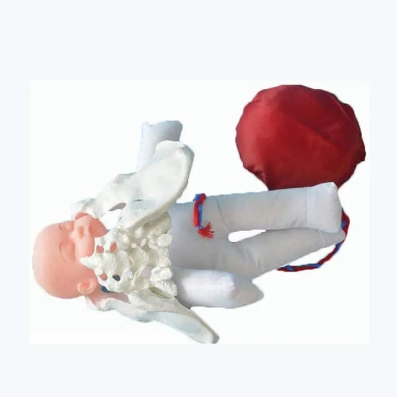 Model Anatomic Mini Pelvis Feminin cu Făt, Placenta și Cordon