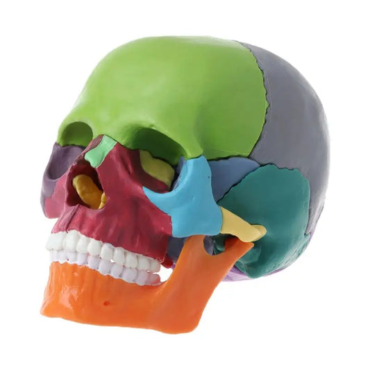 1:2 Craniu de studiu