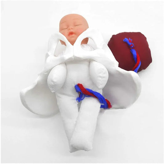 Model Anatomic Mini Pelvis Feminin cu Făt, Placenta și Cordon