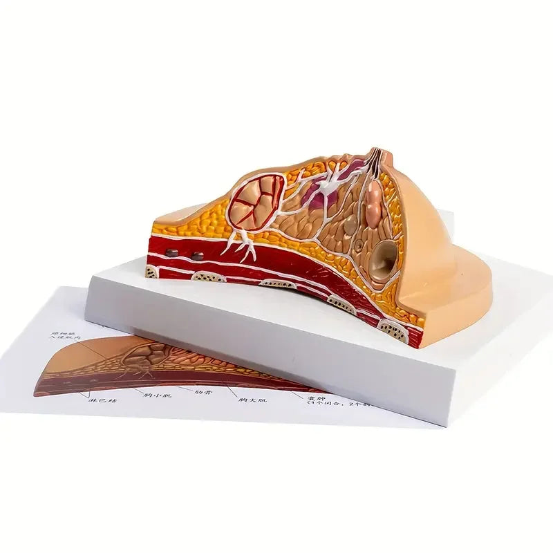 Model Sân Feminin Patologic