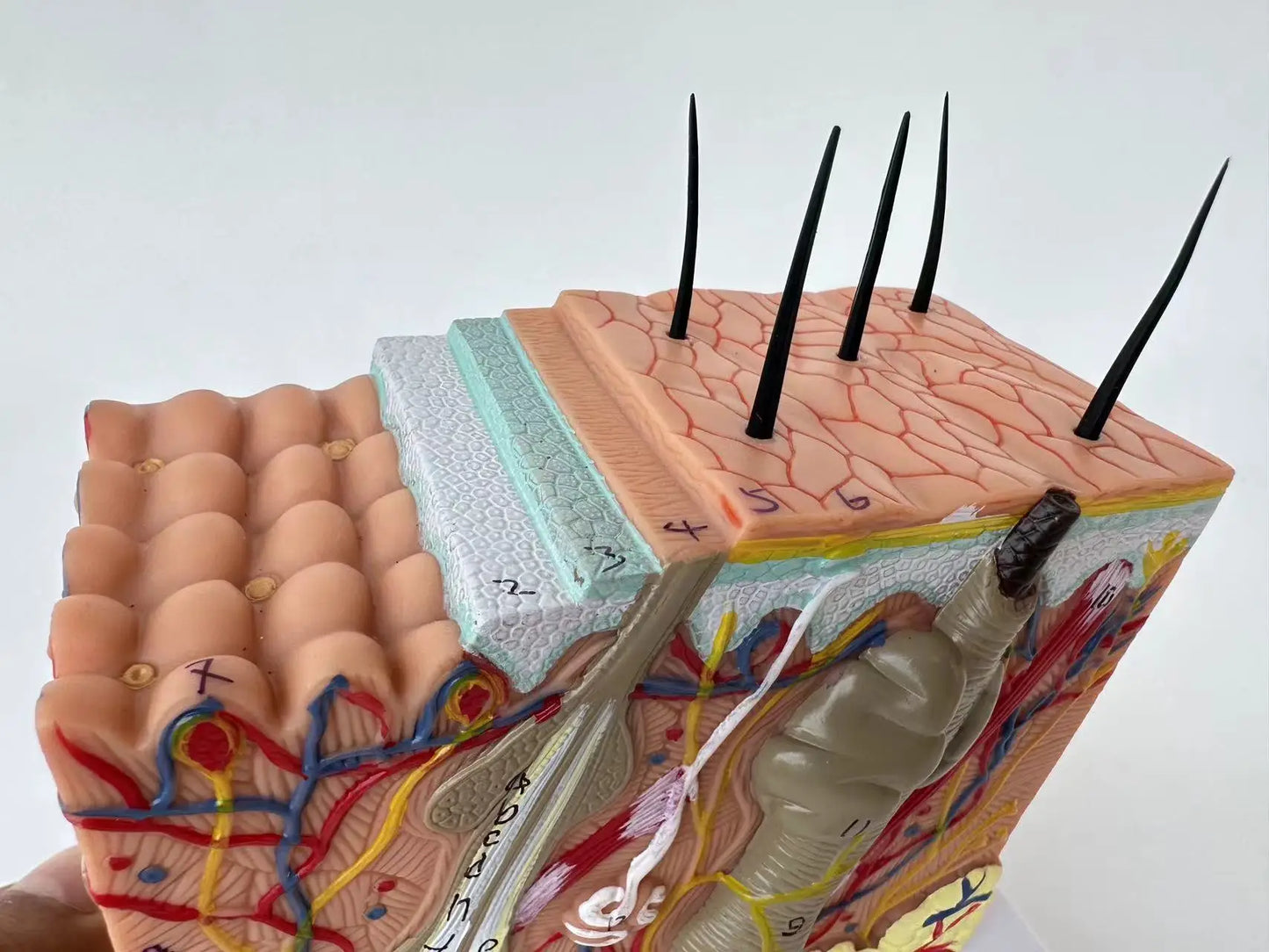 Model Piele Umană și Fir de Par – Structură Dermatologică