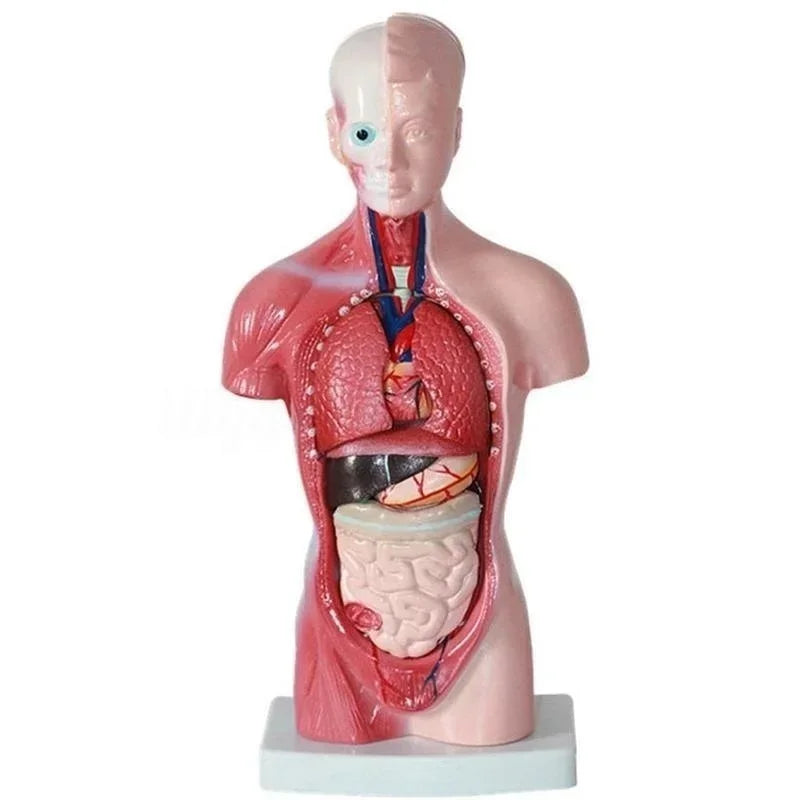 Model Trunchi Uman 28cm
