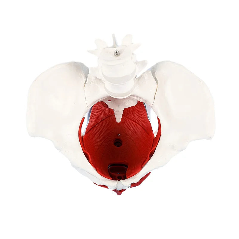 Model Pelvis Feminin 1:1