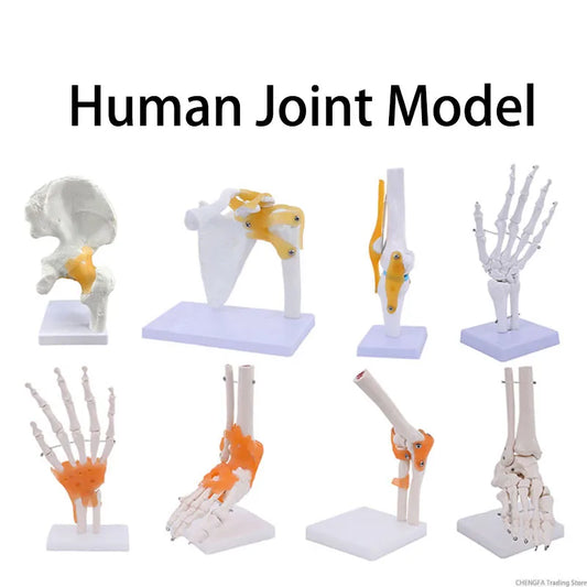 Model Articulații Umane – Genunchi, Umăr, Cot, Mână, Picior, Șold cu Ligamente