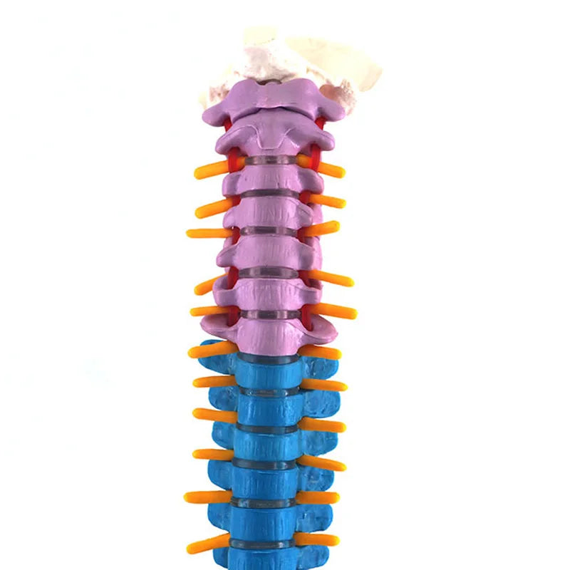 Coloană Vertebrală Completa