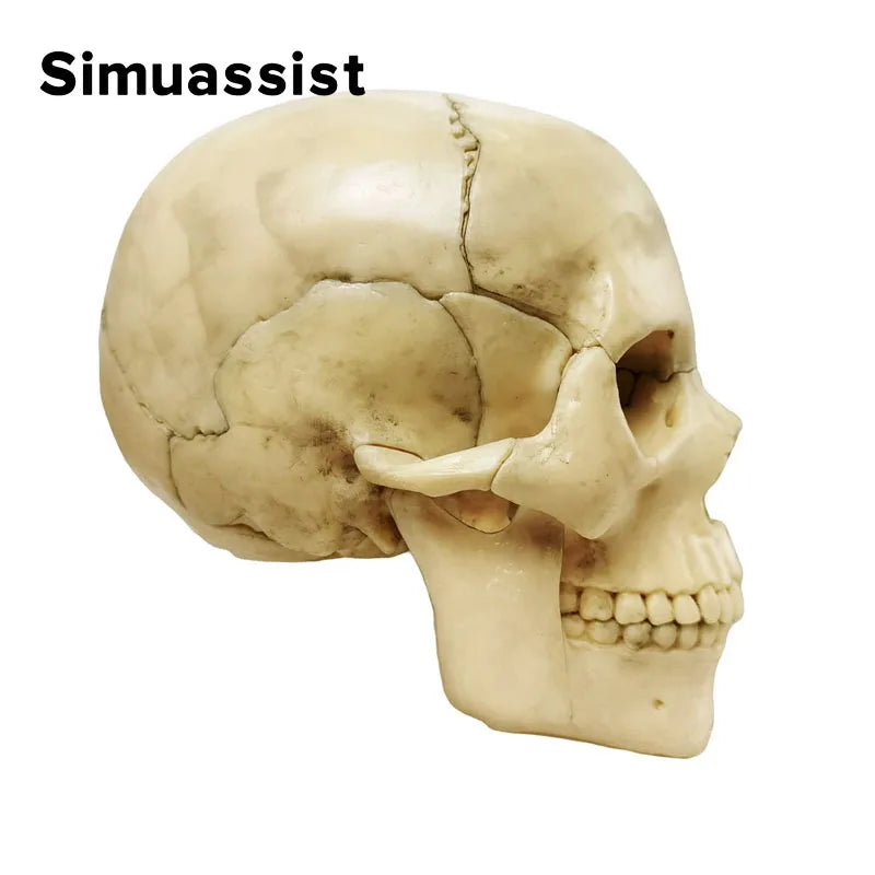 Model Anatomic Craniu Ultra-realist