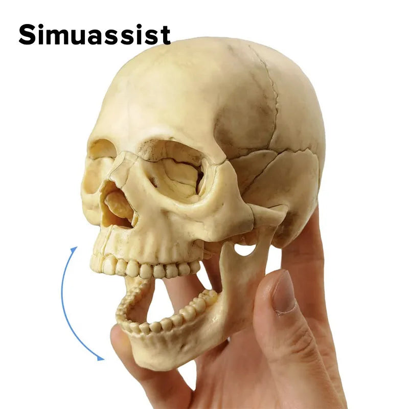 Model Anatomic Craniu Ultra-realist