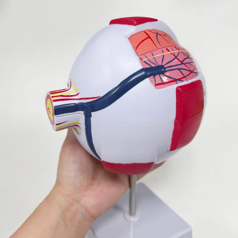 Model Glob Ocular 6x