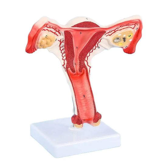 Model Uter Feminin cu Ovare și Trompe Uterine – scara 1:1