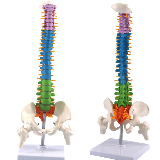 Coloană Vertebrală Completa