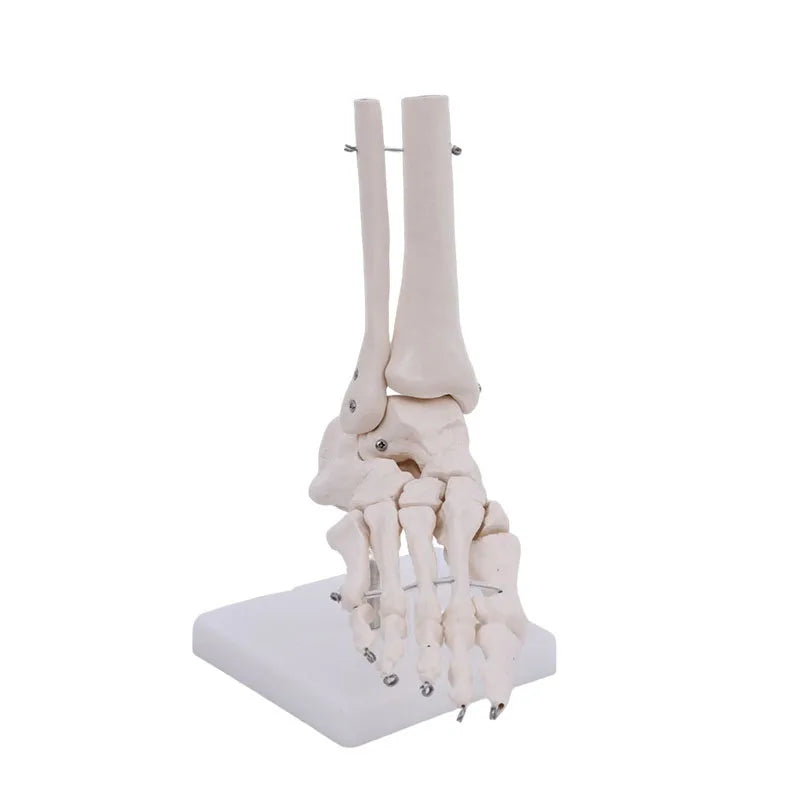 Model Articulații Umane – Genunchi, Umăr, Cot, Mână, Picior, Șold cu Ligamente