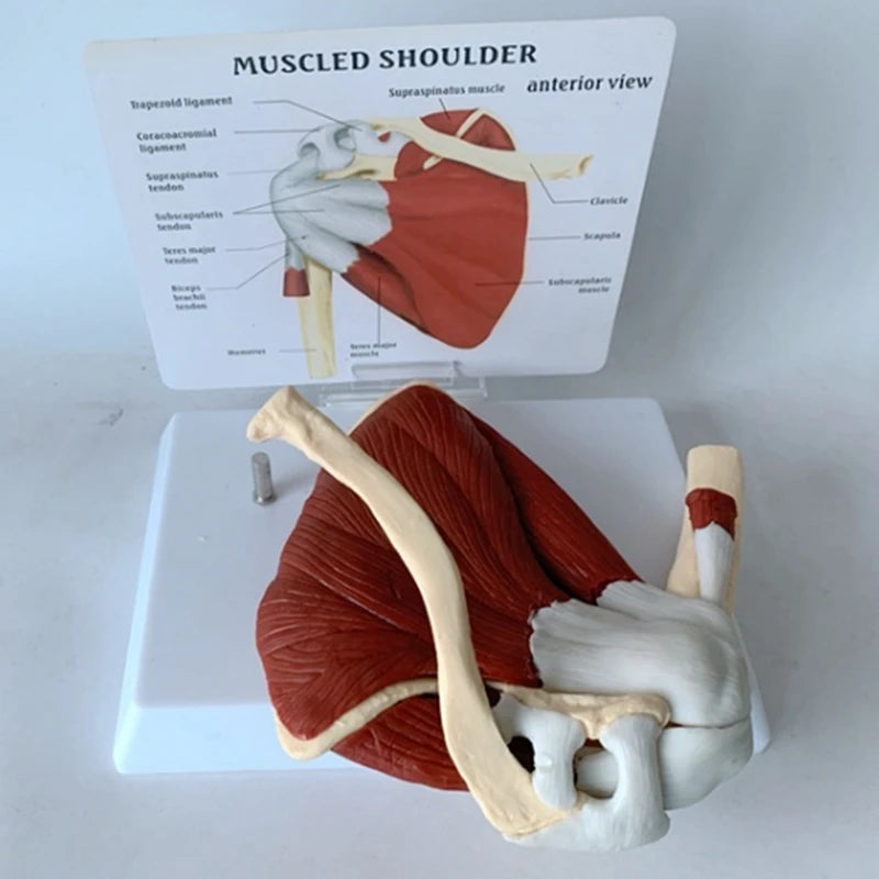 Model Umăr Drept – Mușchi și Articulație Scapulo-Humerală