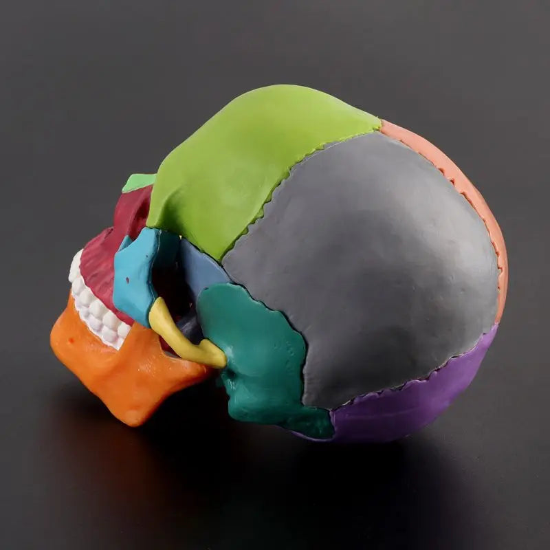 1:2 Craniu de studiu