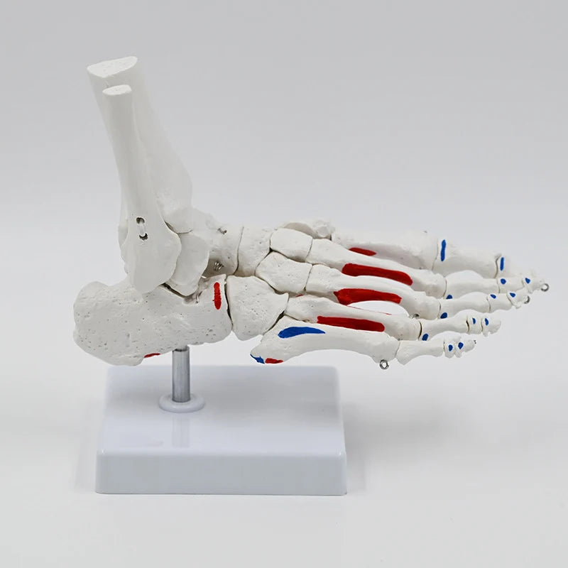 Model Schelet Picior Complet
