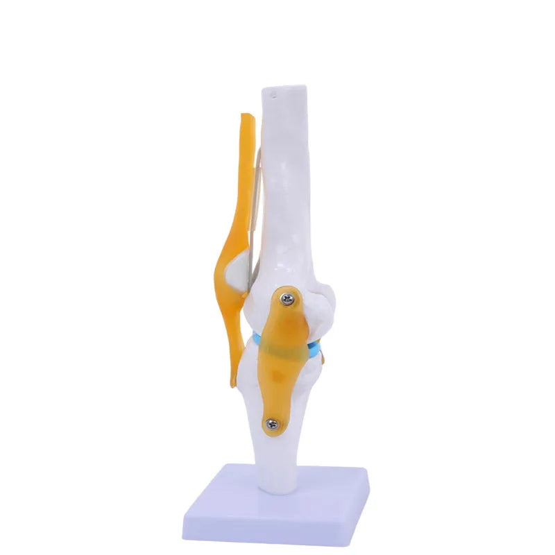 Model Articulații Umane – Genunchi, Umăr, Cot, Mână, Picior, Șold cu Ligamente