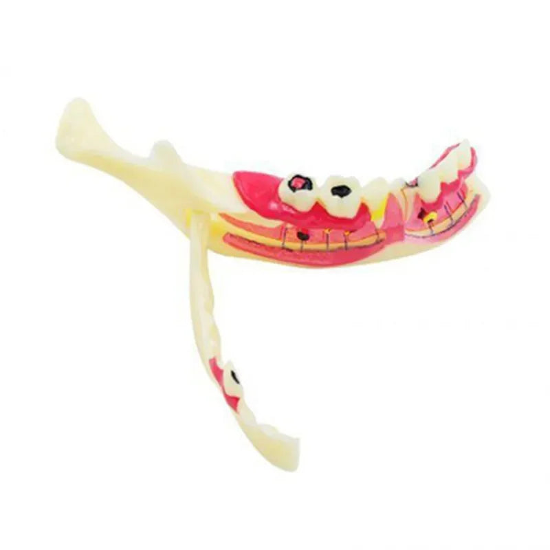 Model Dentar cu Gingie