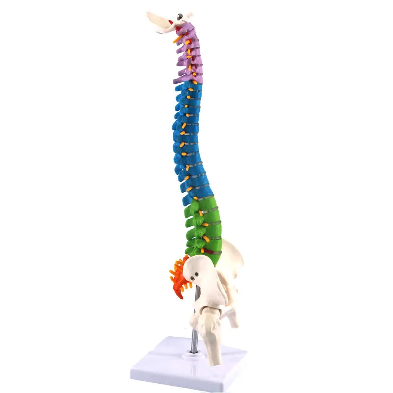 Coloană Vertebrală Completa