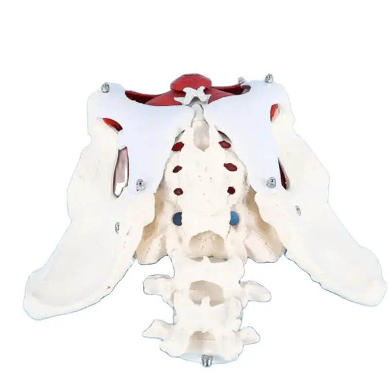 Model Pelvis Feminin 1:1
