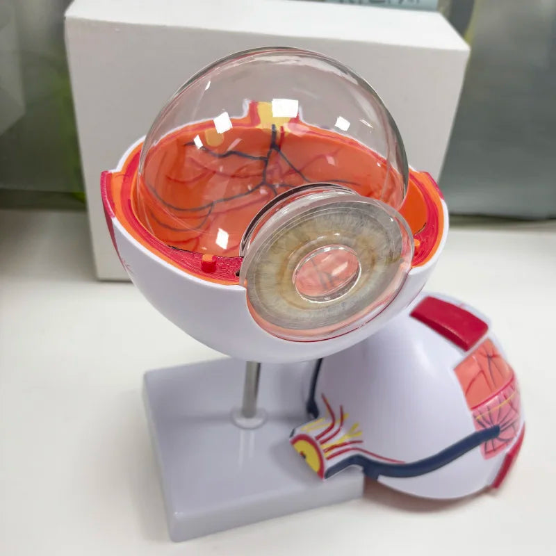 Model Glob Ocular 6x