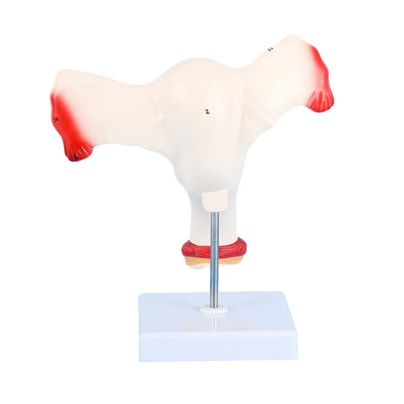 Model Uter Feminin cu Ovare și Trompe Uterine – scara 1:1