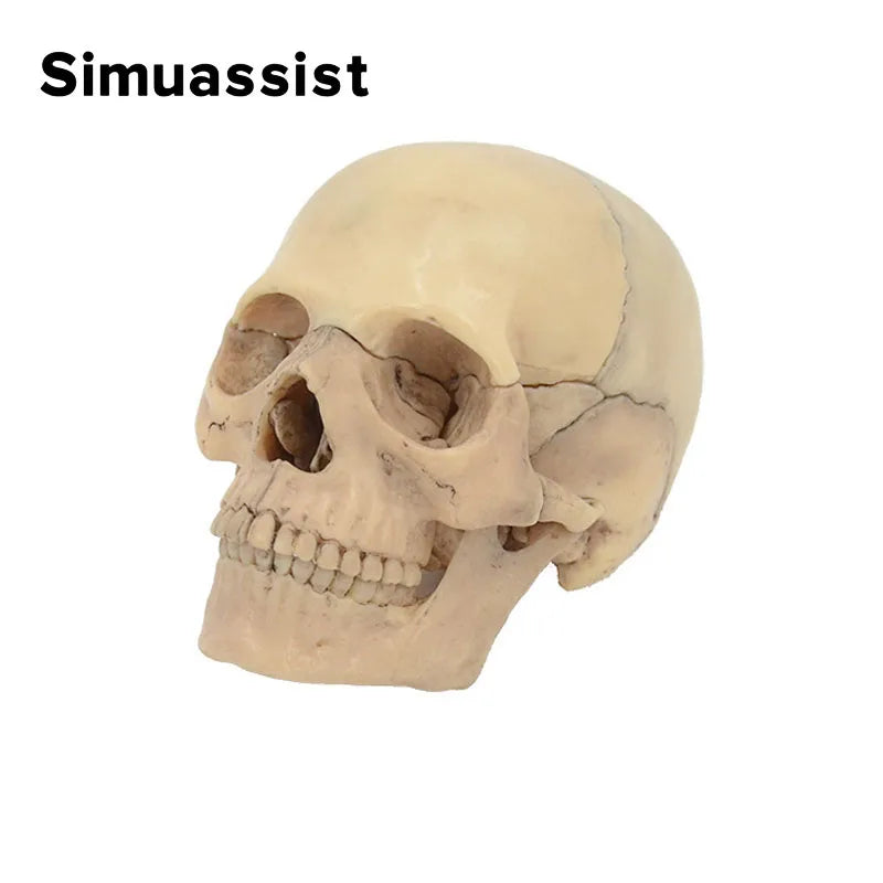 Model Anatomic Craniu Ultra-realist