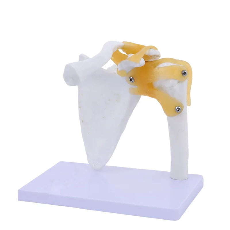 Model Articulații Umane – Genunchi, Umăr, Cot, Mână, Picior, Șold cu Ligamente