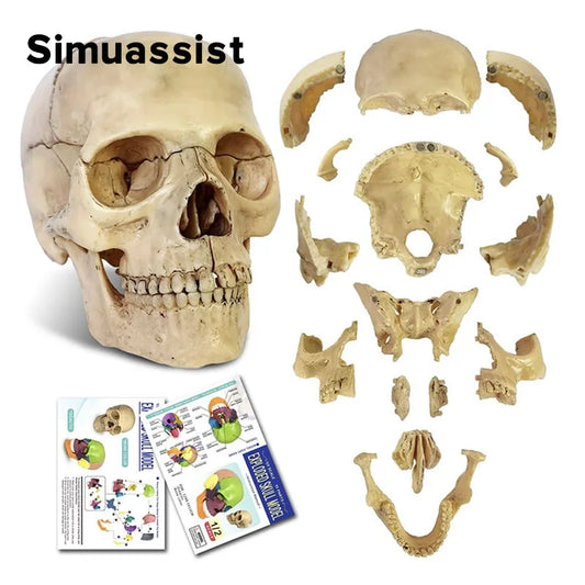 Model Anatomic Craniu Ultra-realist