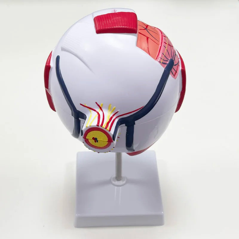 Model Glob Ocular 6x