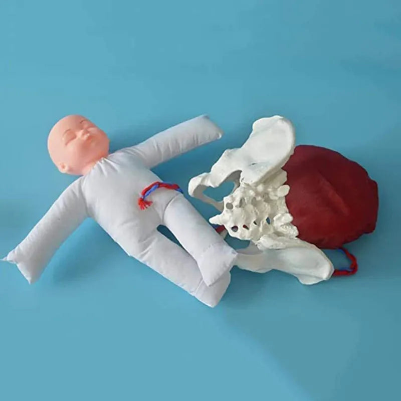 Model Anatomic Mini Pelvis Feminin cu Făt, Placenta și Cordon