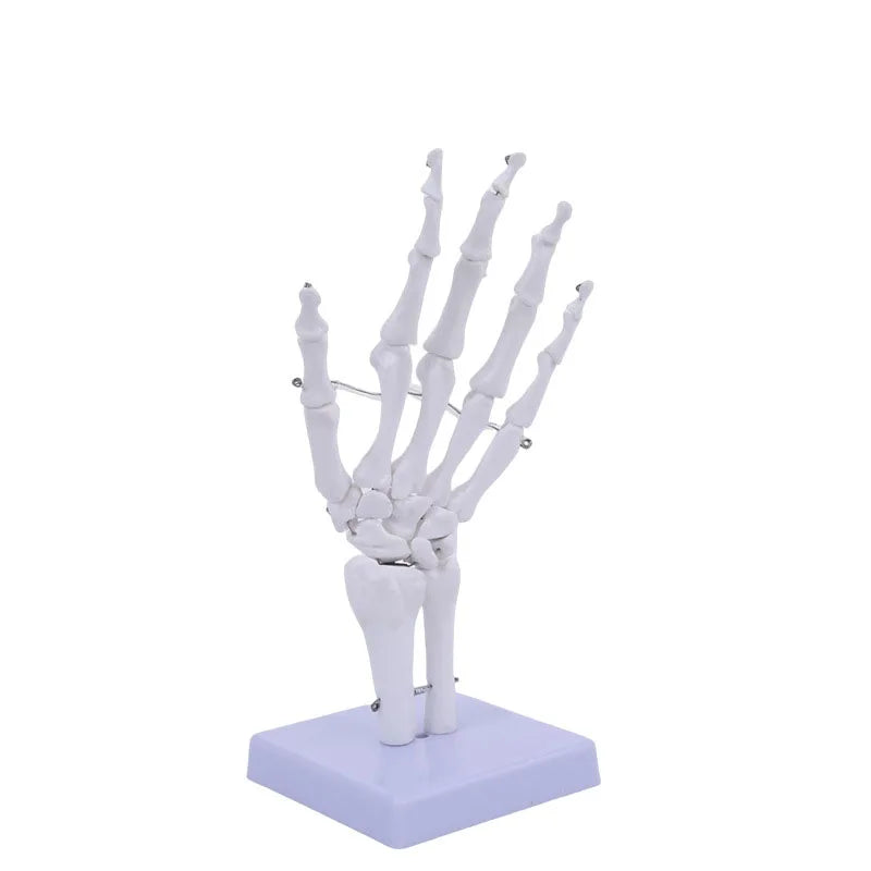 Model Articulații Umane – Genunchi, Umăr, Cot, Mână, Picior, Șold cu Ligamente