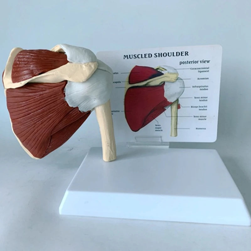 Model Umăr Drept – Mușchi și Articulație Scapulo-Humerală