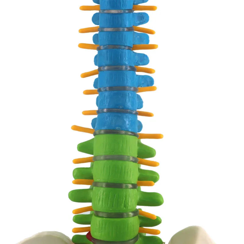 Coloană Vertebrală Completa
