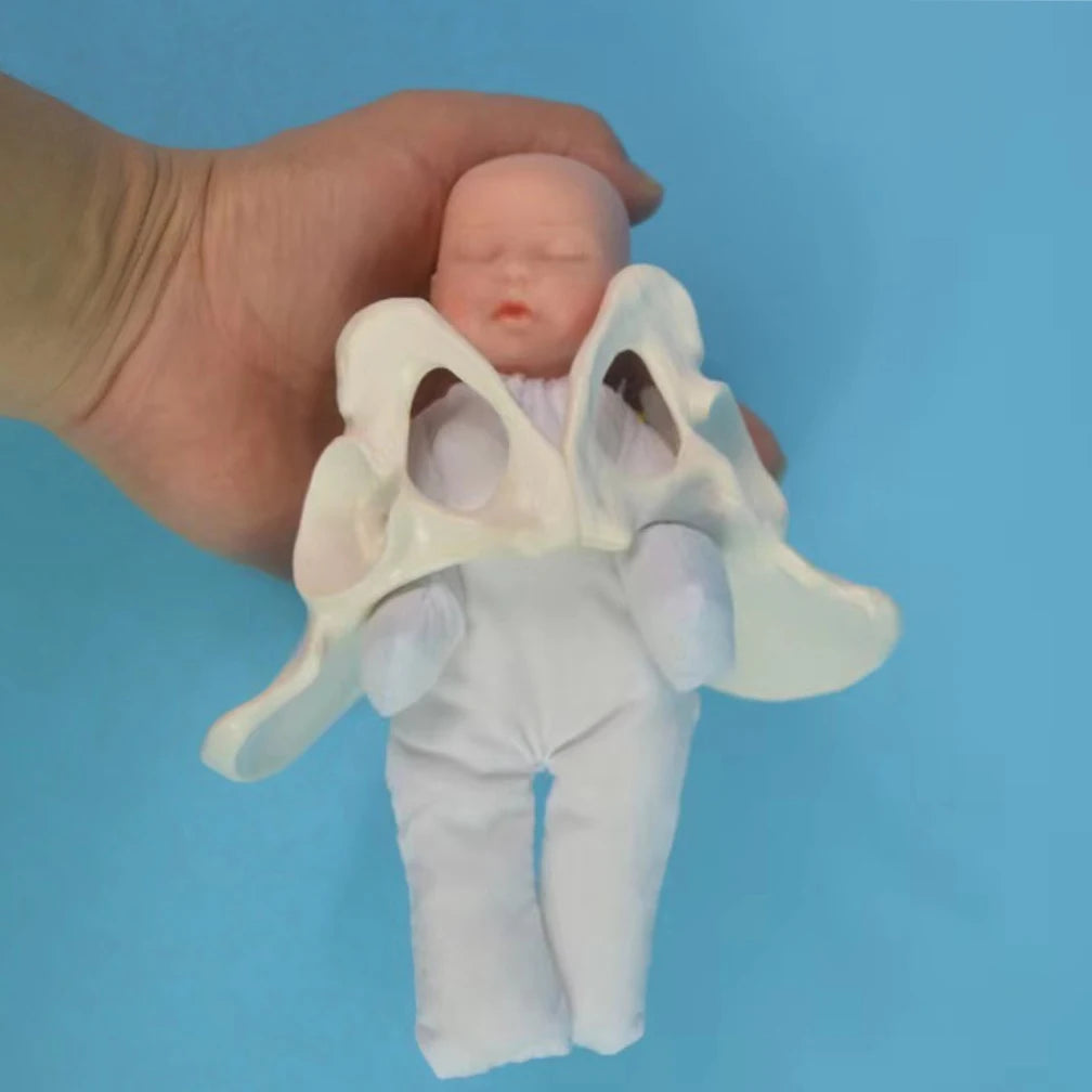 Model Anatomic Mini Pelvis Feminin cu Făt, Placenta și Cordon