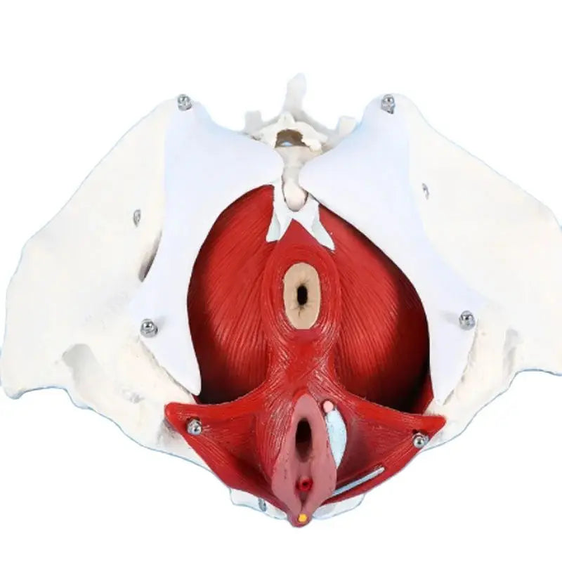 Model Pelvis Feminin 1:1