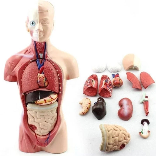 Model Trunchi Uman 28cm