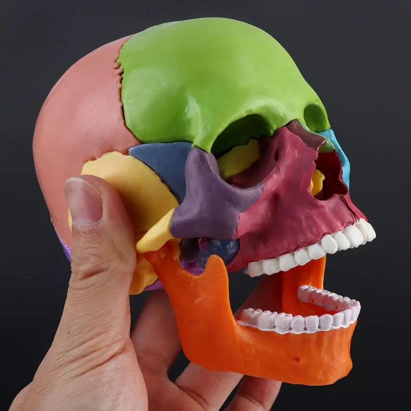 1:2 Craniu de studiu