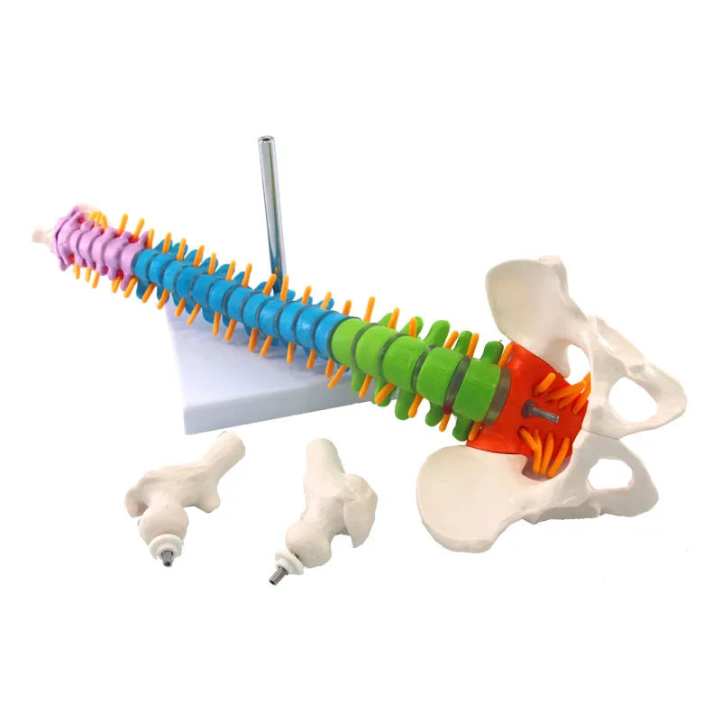 Coloană Vertebrală Completa